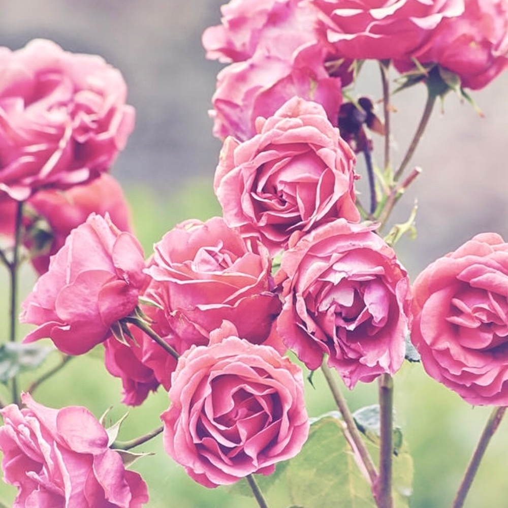 Meet your Posher, Marisol